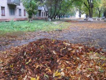 Во дворах домов  скапливается большое количество опавшей листвы 