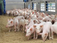 "АПК-ИНВЕСТ" пообещал вложить 3,5 миллиарда в развитие комплекса