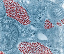 Лихорадка Западного Нила уже в Макеевке