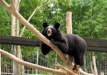 В Киевском зоопарке строят самый большой медвежатник Европы