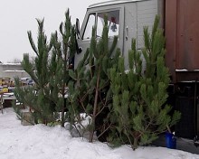 Сколько стоят елки в Красноармейске?