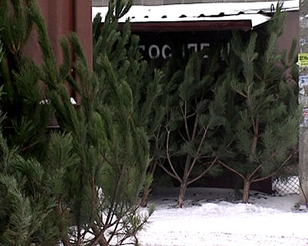 Сколько стоят елки в Красноармейске?