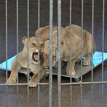 Знаменитый французский дрессировщик хищников Франсуа Розель впервые посетил Донецк. 