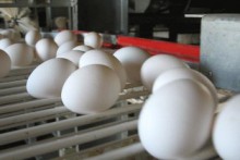 Птицефабрики Донетчины сговорились завышать цены
