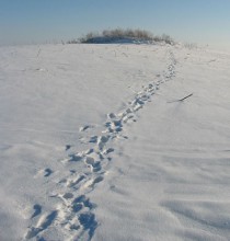 "Черные археологи" объявлены в розыск. Фото Юрия Хобы