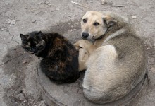  Мэр Донецка считает, что от бродячих животных город спасет приют на 30 тысяч особей