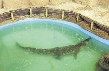 Крокодил не ест уже 3 недели. Фото: М. Мирошниченко