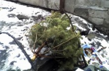 В Красноармейске выбрасывают ели и сосны