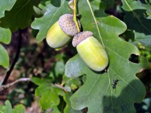 В Красноармейском и Добропольском районах посадят новые леса из дуба и крымской сосны