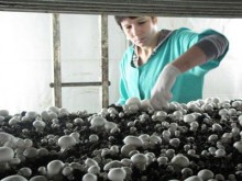 Овощи, грибы и посуда "made in Ясиноватая" заполнят прилавки донецких магазинов