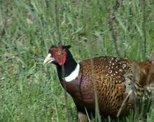 Красноармейские охотники выпустили фазанов (ФОТО)