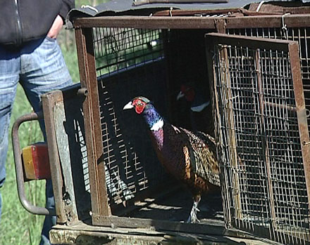 Красноармейские охотники выпустили фазанов (ФОТО)