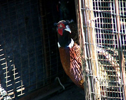 Красноармейские охотники выпустили фазанов (ФОТО)