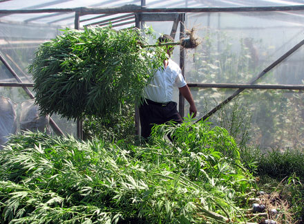 Ликвидация незаконной плантации конопли. Красноармейский район. 2009 г. Ликвидация незаконной плантации конопли. Красноармейский район. 2009 г.