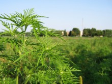 На борьбу с амброзией в Донецкой области «бросят» 650 миллионов гривен