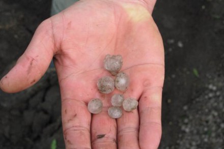 В Старобешевском районе крупный град уничтожил посевы 