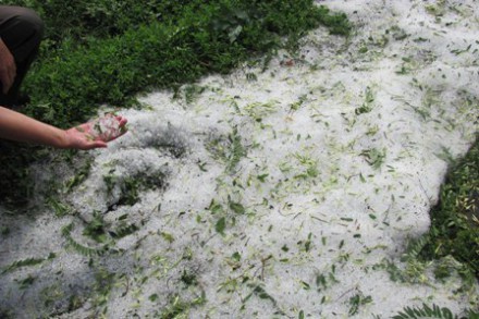 В Старобешевском районе крупный град уничтожил посевы 