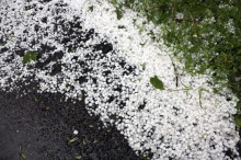 В Старобешевском районе крупный град уничтожил посевы (ФОТО)