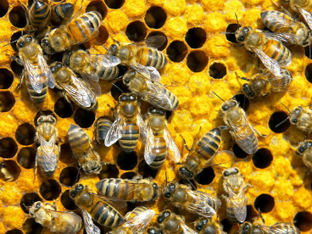 Почему мед «кусается»