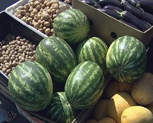 В Красноармейске арбузы прошли проверку