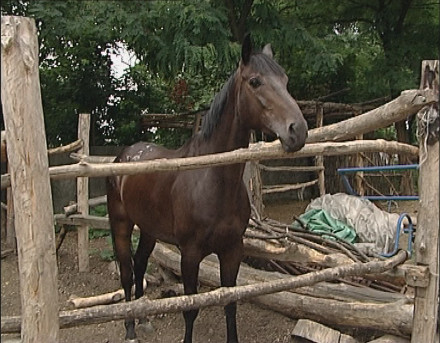 Красноармейский конный клуб воспитывает чемпионов