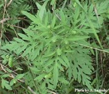 В Донецкой области сорняки заполонили сотни гектаров