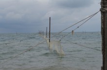 В Донецкой области браконьеры отлавливали редкую рыбу 