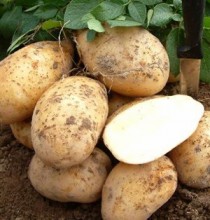 Дончанин устроил самосуд над 24-летним парнем, выкопавшем на чужом огороде картошку