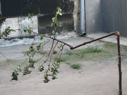 В Красноармейске вандалы поломали деревья
