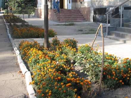 В Красноармейске вандалы поломали деревья