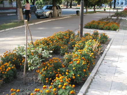 В Красноармейске вандалы поломали деревья