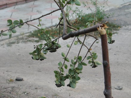 В Красноармейске вандалы поломали деревья