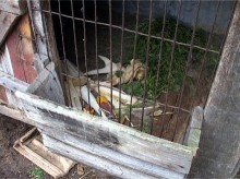 В Гришино поселилась чупакабра?