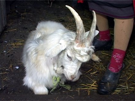 В Гришино поселилась чупакабра?