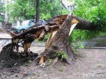 В Донецке объявлено штормовое предупреждение. Берегитесь падающих деревьев и проводов