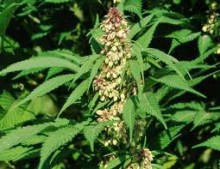 В Селидове наркоаграрий вырастил 16 кустов конопли