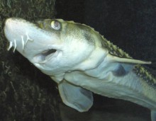 В Азове не стало белой рыбы: пеленгас выловили браконьеры, а осетр исчез полностью 