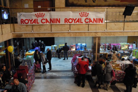 Шотландский кот из Донецкой области победил на международной выставке (ФОТО)