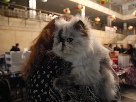 Шотландский кот из Донецкой области победил на международной выставке (ФОТО)