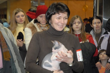 Шотландский кот из Донецкой области победил на международной выставке (ФОТО)