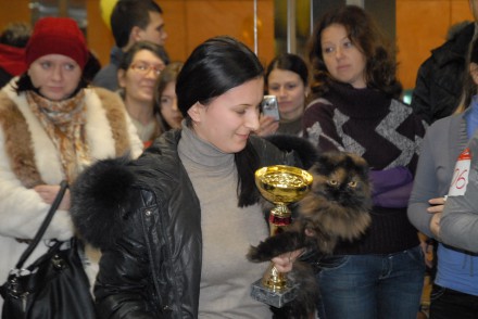 Шотландский кот из Донецкой области победил на международной выставке (ФОТО)