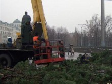 В Донецке из тысячи маленьких собирают одну большую елку