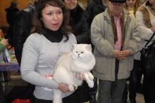 Шотландский кот из Донецкой области победил на международной выставке (ФОТО)