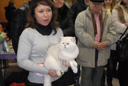 Шотландский кот из Донецкой области победил на международной выставке (ФОТО)