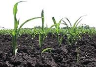 Весной Украине предстоит пересев 2 млн. га озимых