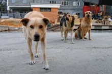 Относительно могильника животных в Донецке провели служебное расследование