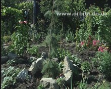 Красноармейское садовое чудо (ФОТО)