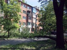 В Красноармейске продолжают падать деревья