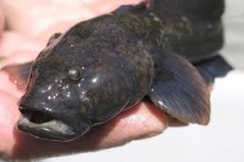 В Азовском море пытаются спасти рыбу