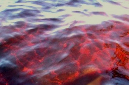 Азовское море стало красно-бурого цвета